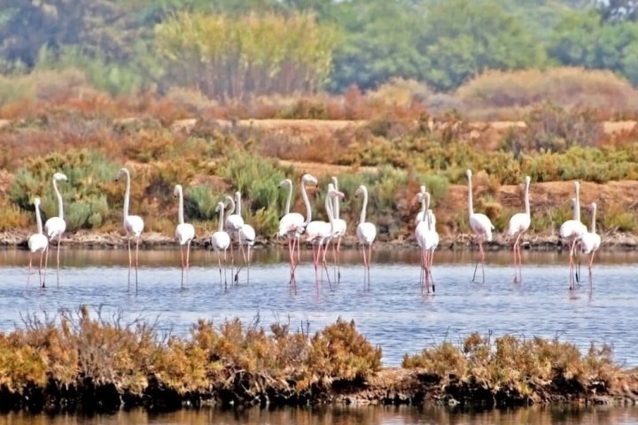 a flock of seagulls standing next to a body of water